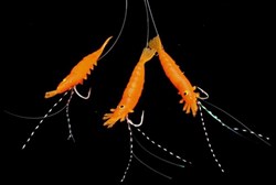 Søvik Mackrel Rig - Small shrimp orange